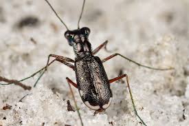 Attēlu rezultāti vaicājumam “Scardia boletella exuvia”