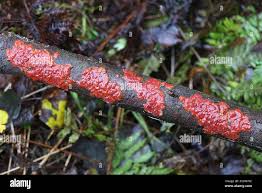 Attēlu rezultāti vaicājumam “Cytidia salicina”