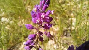 Attēlu rezultāti vaicājumam “Polygala comosa flower”