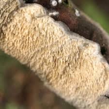 Attēlu rezultāti vaicājumam “Irpex lacteus”