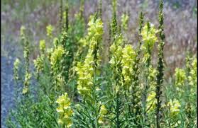 Image result for Linaria vulgaris