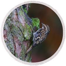 Attēlu rezultāti vaicājumam “Certhia familiaris”