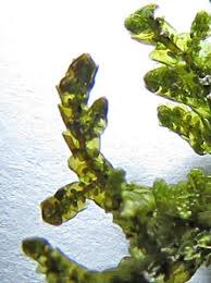 Attēlu rezultāti vaicājumam “Frullania tamarisci”