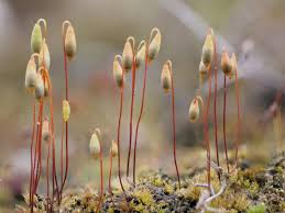 Attēlu rezultāti vaicājumam “Bryum pallescens sporophyte”
