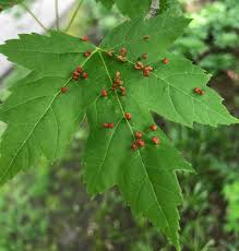 Attēlu rezultāti vaicājumam “Vasates quadripedes”