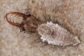 Attēlu rezultāti vaicājumam “Myrmeleontidae larva”