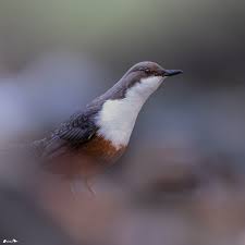 Attēlu rezultāti vaicājumam “Cinclus cinclus”