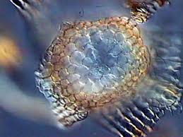 Attēlu rezultāti vaicājumam “Bryum pallescens”