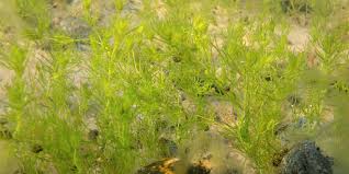 Attēlu rezultāti vaicājumam “Chara aspera”