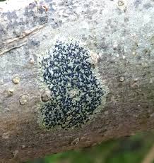 Attēlu rezultāti vaicājumam “Opegrapha atra”