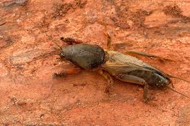 Attēlu rezultāti vaicājumam “Gryllotalpa gryllotalpa”