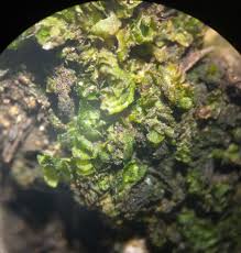 Attēlu rezultāti vaicājumam “Lophocolea minor macro”