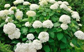 Attēlu rezultāti vaicājumam “Hydrangea arborescens flower”