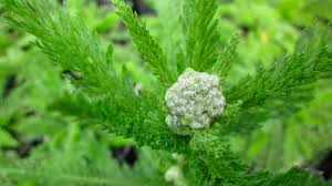 Attēlu rezultāti vaicājumam “Achillea millefolium bud”