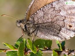 Attēlu rezultāti vaicājumam “Oeneis jutta underside”