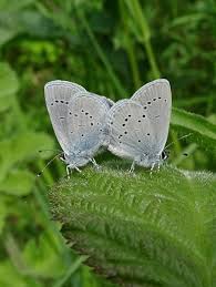 Attēlu rezultāti vaicājumam “Cupido minimus underside”