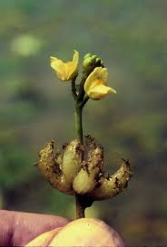 Attēlu rezultāti vaicājumam “Lentibulariaceae”