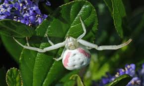 Image result for crab spider