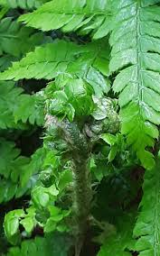 Attēlu rezultāti vaicājumam “Polystichum aculeatum”