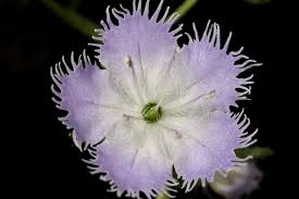 Attēlu rezultāti vaicājumam “Hydrophyllaceae”