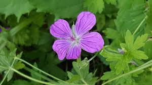 Attēlu rezultāti vaicājumam “Geranium palustre flower”