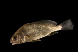 Image result for Aplodinotus grunniens