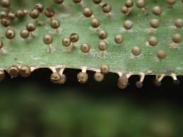 Attēlu rezultāti vaicājumam “Diachea subsessilis”