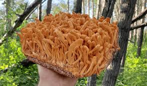 Attēlu rezultāti vaicājumam “Cordyceps”