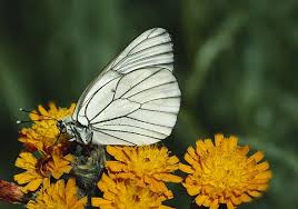 Attēlu rezultāti vaicājumam “Aporia crataegi upperside”