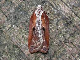 Attēlu rezultāti vaicājumam “Acleris cristana”