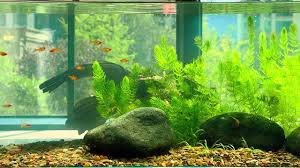 「金魚藻」的圖片搜尋結果