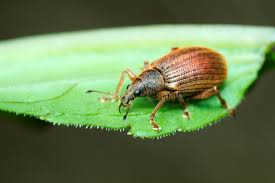 Image result for Coleoptera Curculionoidea