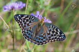 Attēlu rezultāti vaicājumam “Argynnis paphia female”
