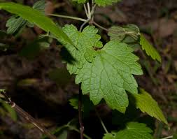 Attēlu rezultāti vaicājumam “Leonurus cardiaca leaf”