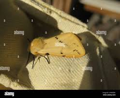 Attēlu rezultāti vaicājumam “Spilosoma lutea imago”