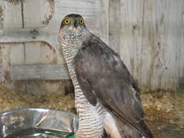 Attēlu rezultāti vaicājumam “Accipiter gentilis”