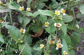 Attēlu rezultāti vaicājumam “Galinsoga quadriradiata flower”