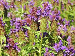 Attēlu rezultāti vaicājumam “Prunella vulgaris”