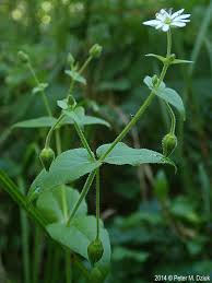 Attēlu rezultāti vaicājumam “Myosoton aquaticum”