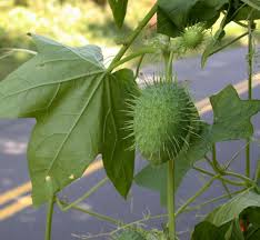Attēlu rezultāti vaicājumam “Echinocystis lobata fruit”