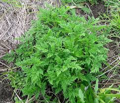 Attēlu rezultāti vaicājumam “Ambrosia artemisiifolia”