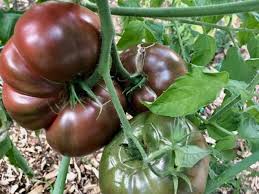 Afbeeldingsresultaat voor dark purple beefsteak tomato