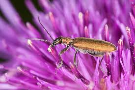 Attēlu rezultāti vaicājumam “Chrysanthia viridissima”