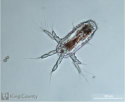 Attēlu rezultāti vaicājumam “Copepoda”