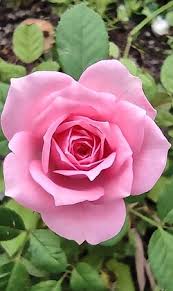 Image result for FOTO ROSA