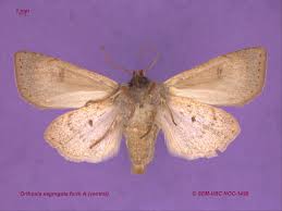 Attēlu rezultāti vaicājumam “Orthosia sp.”