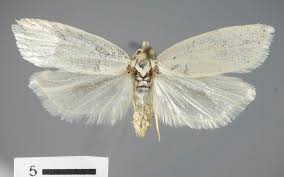 Attēlu rezultāti vaicājumam “Eana argentana”