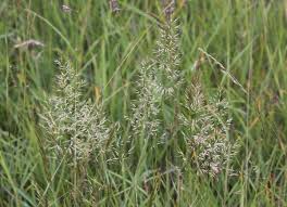 Attēlu rezultāti vaicājumam “Trisetum flavescens flower”