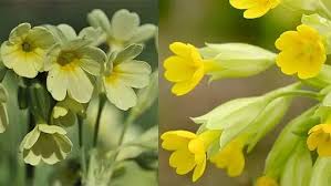 Image result for Schlüsselblumen