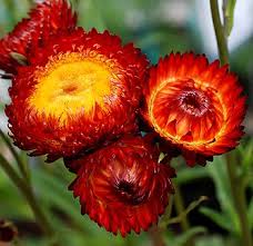 Image result for Helichrysum bracteatum